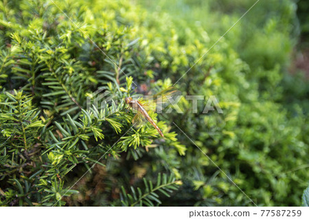 dragonfly dragonfly 77587259