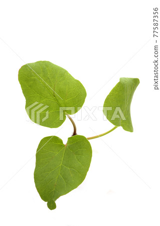 Rhubarb Rhubarb 77587356