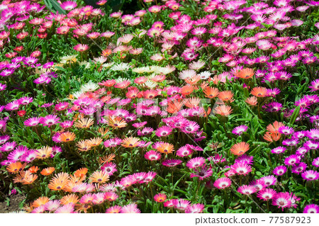 Livingstone daisy in full bloom Livingstone daisy in full bloom 77587923