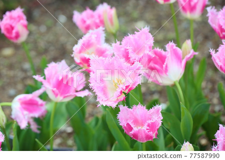 Tulip flower Huis Ten Bosch 77587990