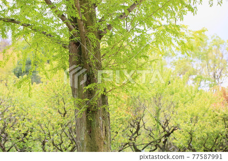 Fresh green metasequoia 77587991