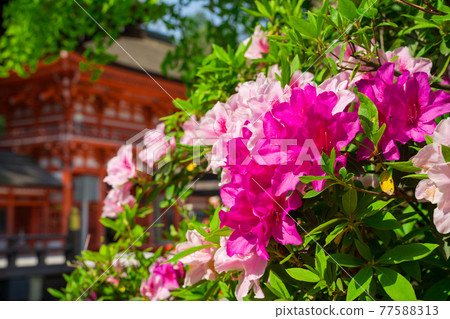 京都下鴨神社塔門和杜鵑花 77588313