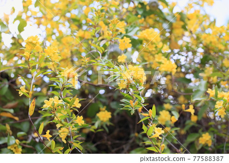 卡羅萊納茉莉花 77588387