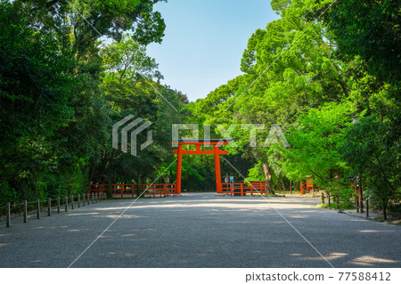 京都下鴨神社的鳥居和森之忠 京都下鴨神社的鳥居和森之忠 77588412