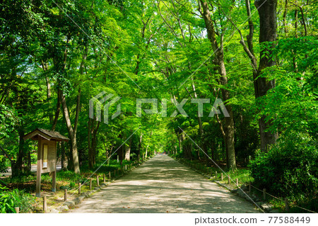 Tadasu no Mori at Shimogamo Shrine in Kyoto 77588449
