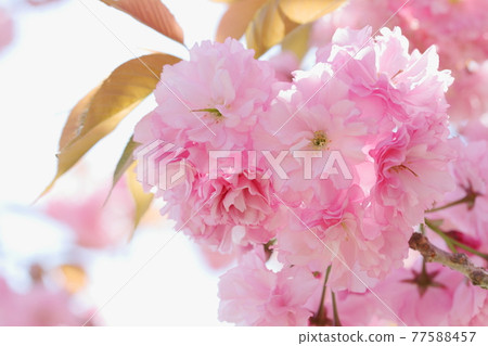 Double cherry blossoms in full bloom (Sekiyama) Close-up photography 77588457
