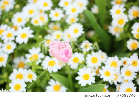 Tulip flower Tulip flower 77588746
