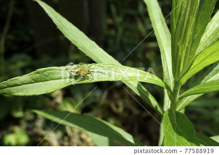 綠葉上的 Oxyopes serta 77588919