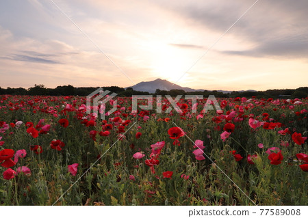 Mount Tsukuba and poppies shining in the morning sun Mount Tsukuba and poppies shining in the morning sun 77589008