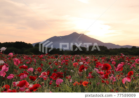Mount Tsukuba and poppies shining in the morning sun Mount Tsukuba and poppies shining in the morning sun 77589009