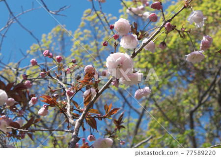Double cherry blossoms Double cherry blossoms 77589220
