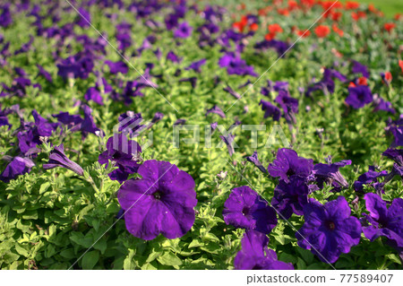 a Beautiful impatiens walleriana flowers with green leaf. a Beautiful impatiens walleriana flowers with green leaf. 77589407