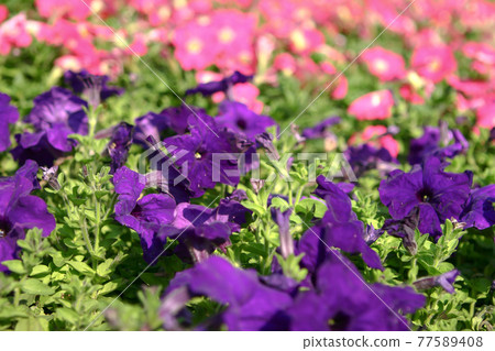 a Beautiful impatiens walleriana flowers with green leaf. a Beautiful impatiens walleriana flowers with green leaf. 77589408
