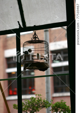 a Birdcages with the birds at the tea house a Birdcages with the birds at the tea house 77589467