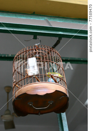 a Birdcages with the birds at the tea house a Birdcages with the birds at the tea house 77589470
