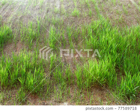 Permanent slope protection with the natural grass using the hydroseed method. The grass used to stabilizes the slope structure and prevent slope erosion. Effective and less maintenance. Permanent slope protection with the natural grass using the hydroseed method. The grass used to stabilizes the slope structure and prevent slope erosion. Effective and less maintenance. 77589718