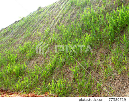 Permanent slope protection with the natural grass using the hydroseed method. The grass used to stabilizes the slope structure and prevent slope erosion. Effective and less maintenance.  77589719