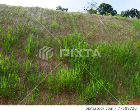 Permanent slope protection with the natural grass using the hydroseed method. The grass used to stabilizes the slope structure and prevent slope erosion. Effective and less maintenance.  77589720