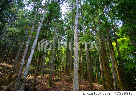 Kasugayama Primeval Forest in May, Nara 18 Kasugayama Primeval Forest in May, Nara 18 77589815