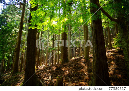 Nara Nara / May Kasugayama Primeval Forest 21 Nara Nara / May Kasugayama Primeval Forest 21 77589817