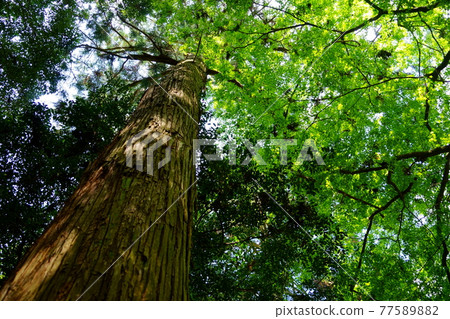 五月的春日山原始森林，奈良 77589882