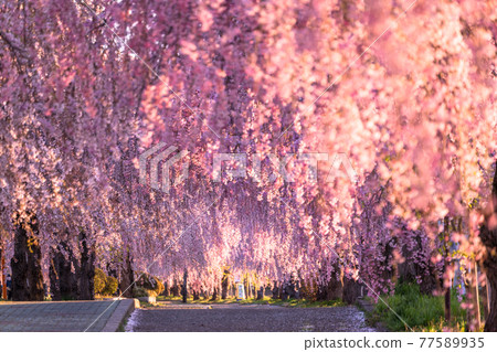 《Fukushima Prefecture》 Nicchusen Weeping Cherry Blossom Trees / Early Morning 77589935