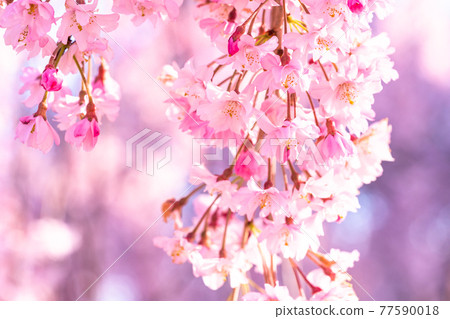 《Fukushima Prefecture》 Nicchusen Weeping Cherry Blossom Trees / Early Morning 77590018