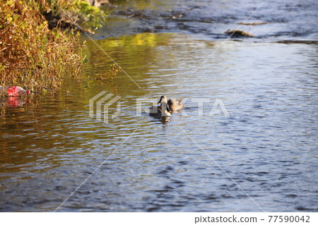Common duck swimming in the river 77590042
