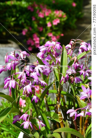 Zuran siran 77590098