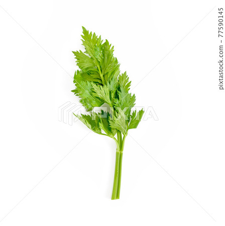 Fresh celery isolated on white background. 77590145