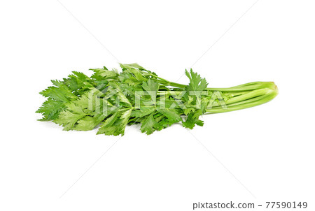 Fresh celery isolated on white background. Fresh celery isolated on white background. 77590149