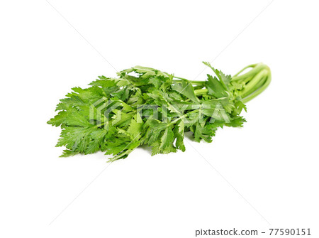 Fresh celery isolated on white background. Fresh celery isolated on white background. 77590151