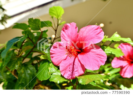 夏威夷的假期 夏威夷的假期 77590390