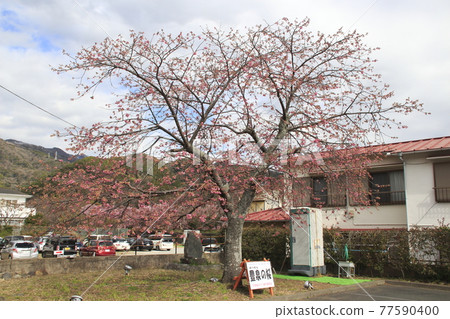 Toyoizumi cherry blossoms (Kawazu cherry blossoms) 77590400