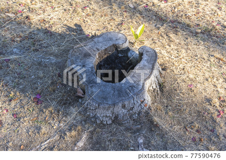 Japanese park view tree stump 77590476