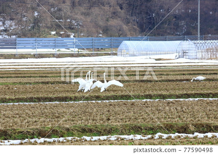 A flock of swans flying into the rice fields of the Shonai Plain A flock of swans flying into the rice fields of the Shonai Plain 77590498