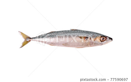 Fresh saba fish (Mackerel) isolated on white background. 77590697