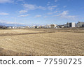 農村風景冬天稻田 77590725