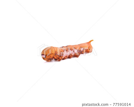 Moth caterpillar on isolate background 77591014