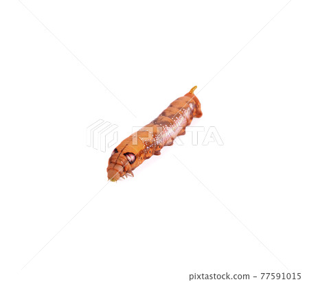 Moth caterpillar on isolate background 77591015