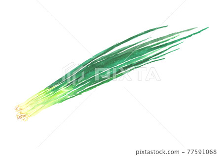 用水彩繪製的大蔥插圖 用水彩繪製的大蔥插圖 77591068