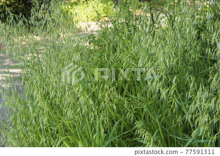 Roadside oats with flowers (swallow and oats) Roadside oats with flowers (swallow and oats) 77591311
