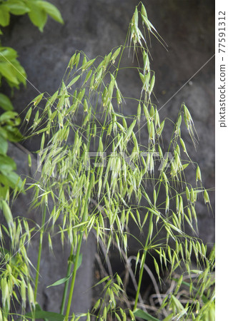Oats with lots of spikelets (swallow and oats) Oats with lots of spikelets (swallow and oats) 77591312