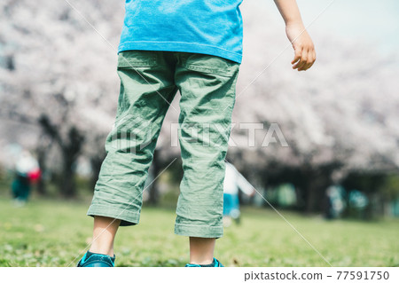 Cherry blossoms and children 77591750