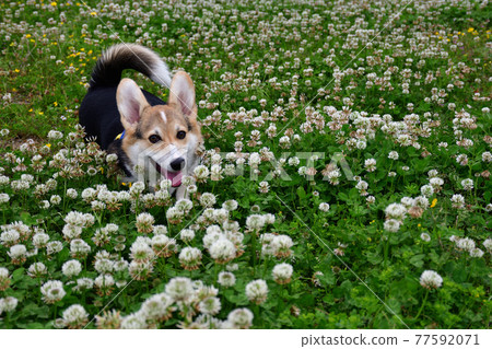 White clover 77592071