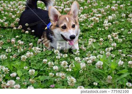 White clover Russell White clover Russell 77592100