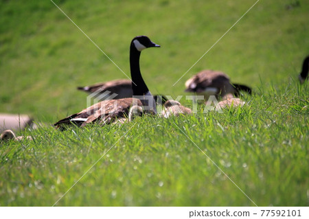 Canada goose parents and children gathering on the lawn Canada goose parents and children gathering on the lawn 77592101