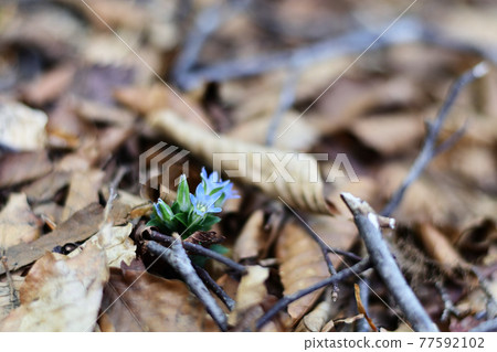 Gentiana zollingeri, a blue flower that blooms in sunny places Gentiana zollingeri, a blue flower that blooms in sunny places 77592102