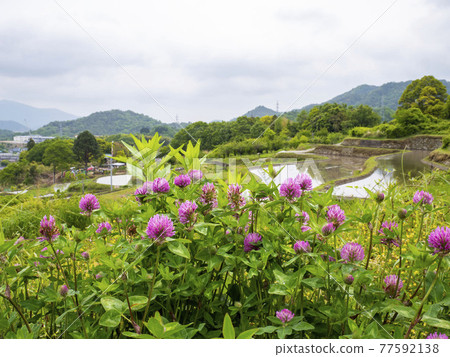 Red clover blooming landscape 77592138