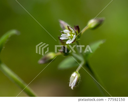 Mice-ear chick flowers Mice-ear chick flowers 77592150